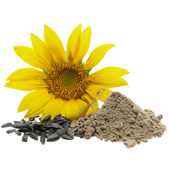 Sunflower Lecithin