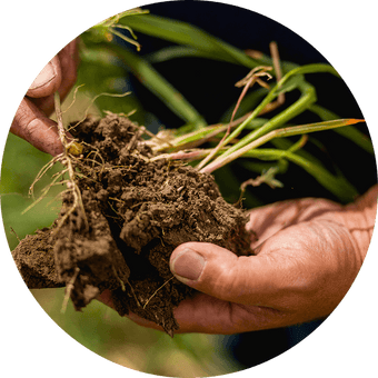 Soil