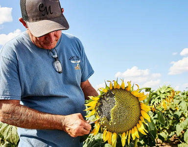 High Oleic Sunflower Oil