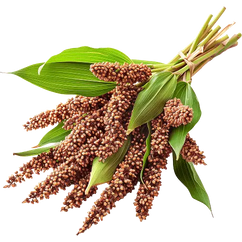 Whole Grain Sorghum Flour