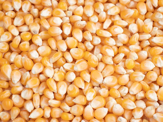 Non-GMO Popcorn Kernels