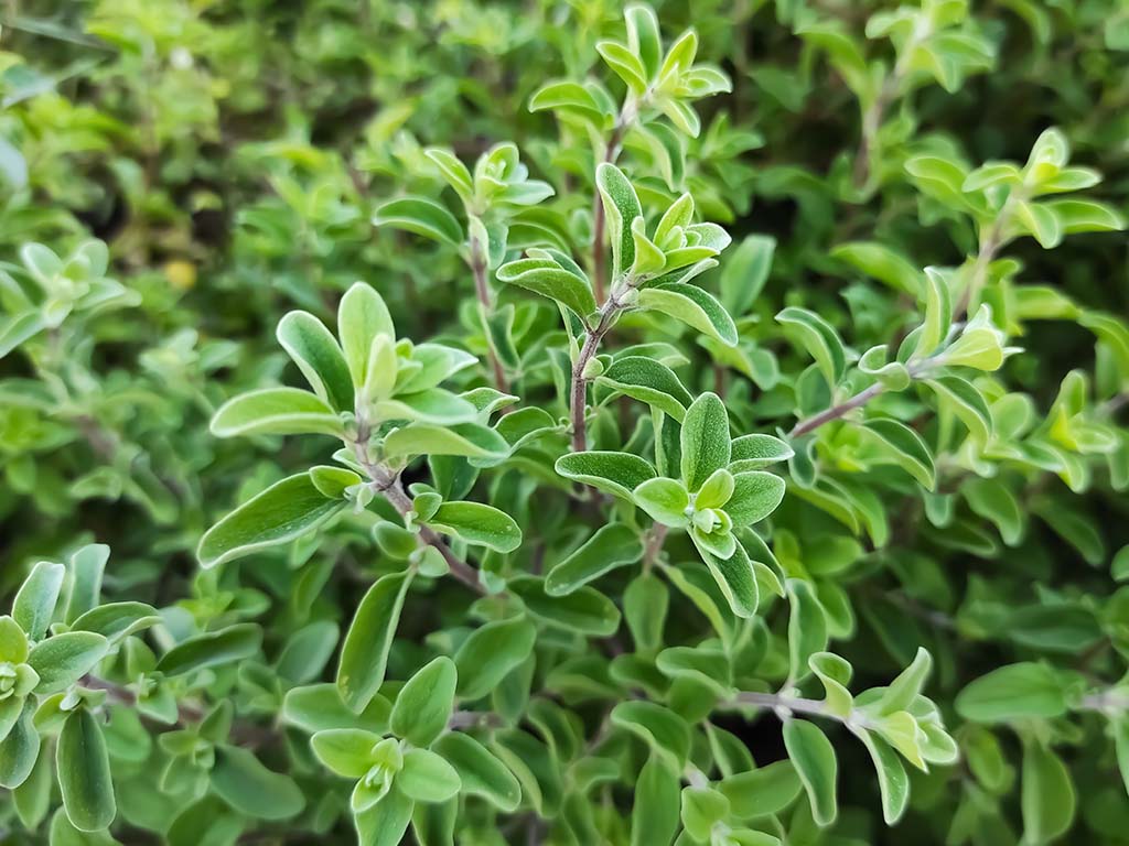 Marjoram Powder – Quinn Foods