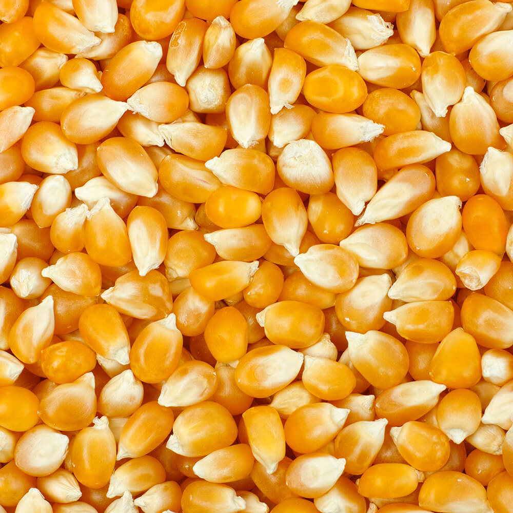 Yellow Kernels